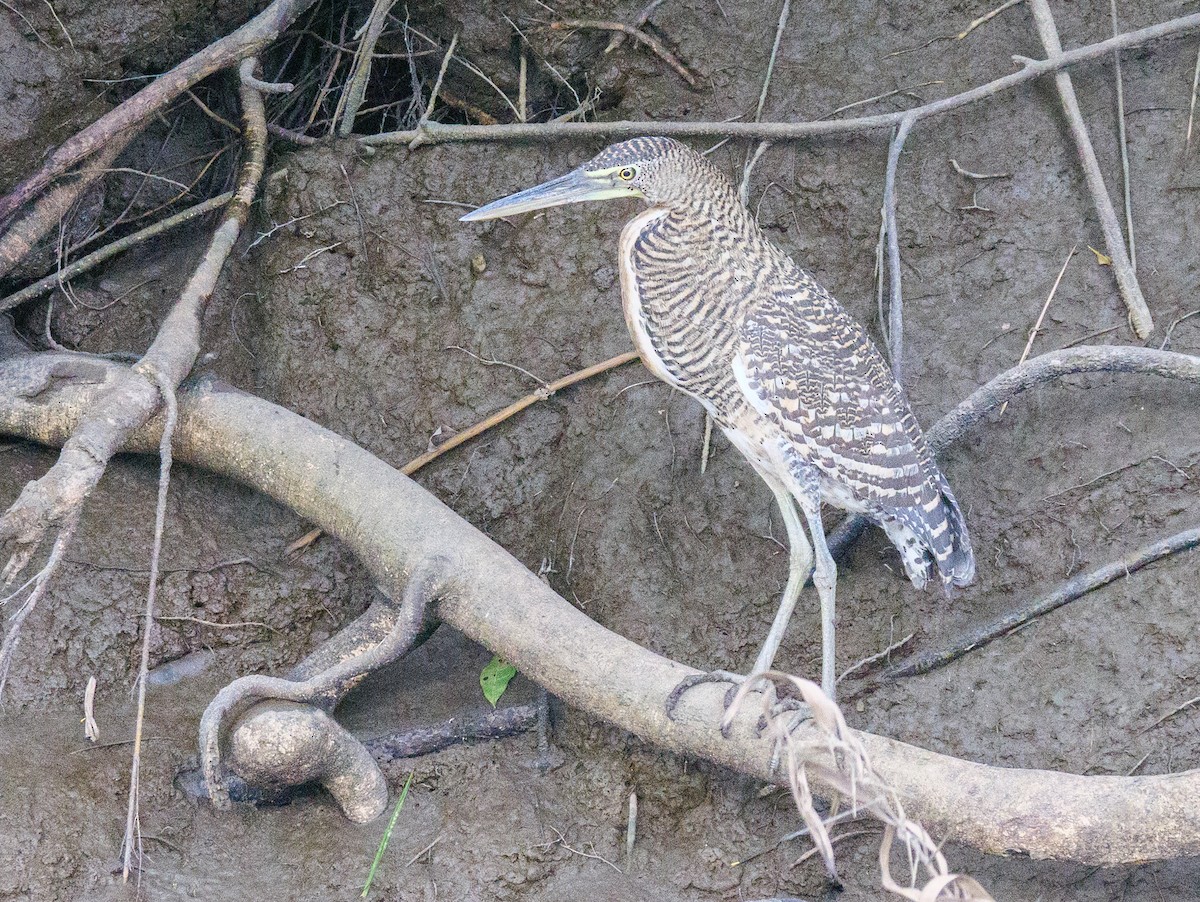 Bare-throated Tiger-Heron - ML646370577