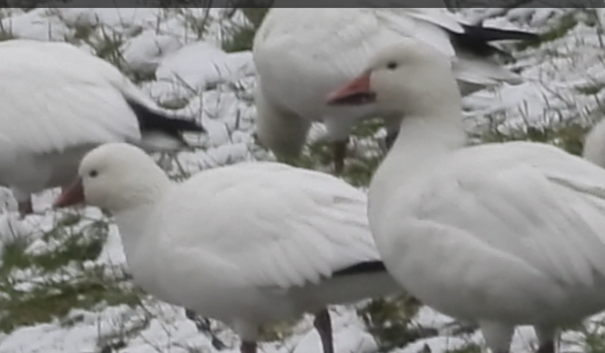 Snow Goose - ML646370578