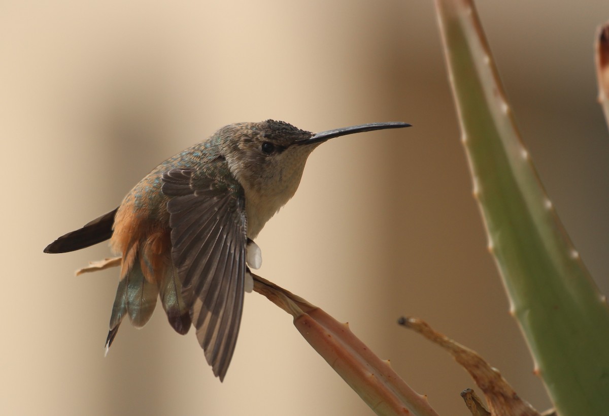 Oasis Hummingbird - ML646370581