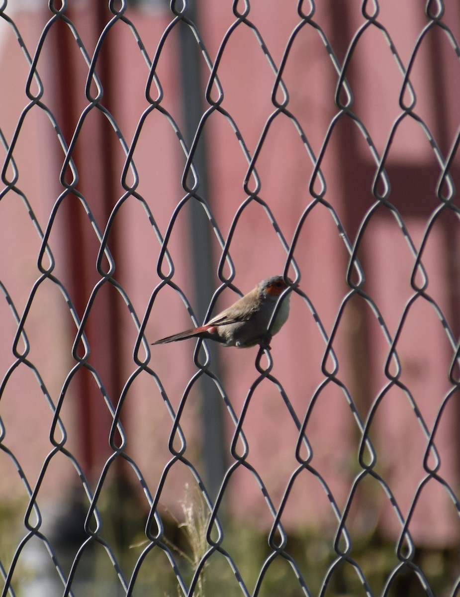Orange-cheeked Waxbill - ML646370582