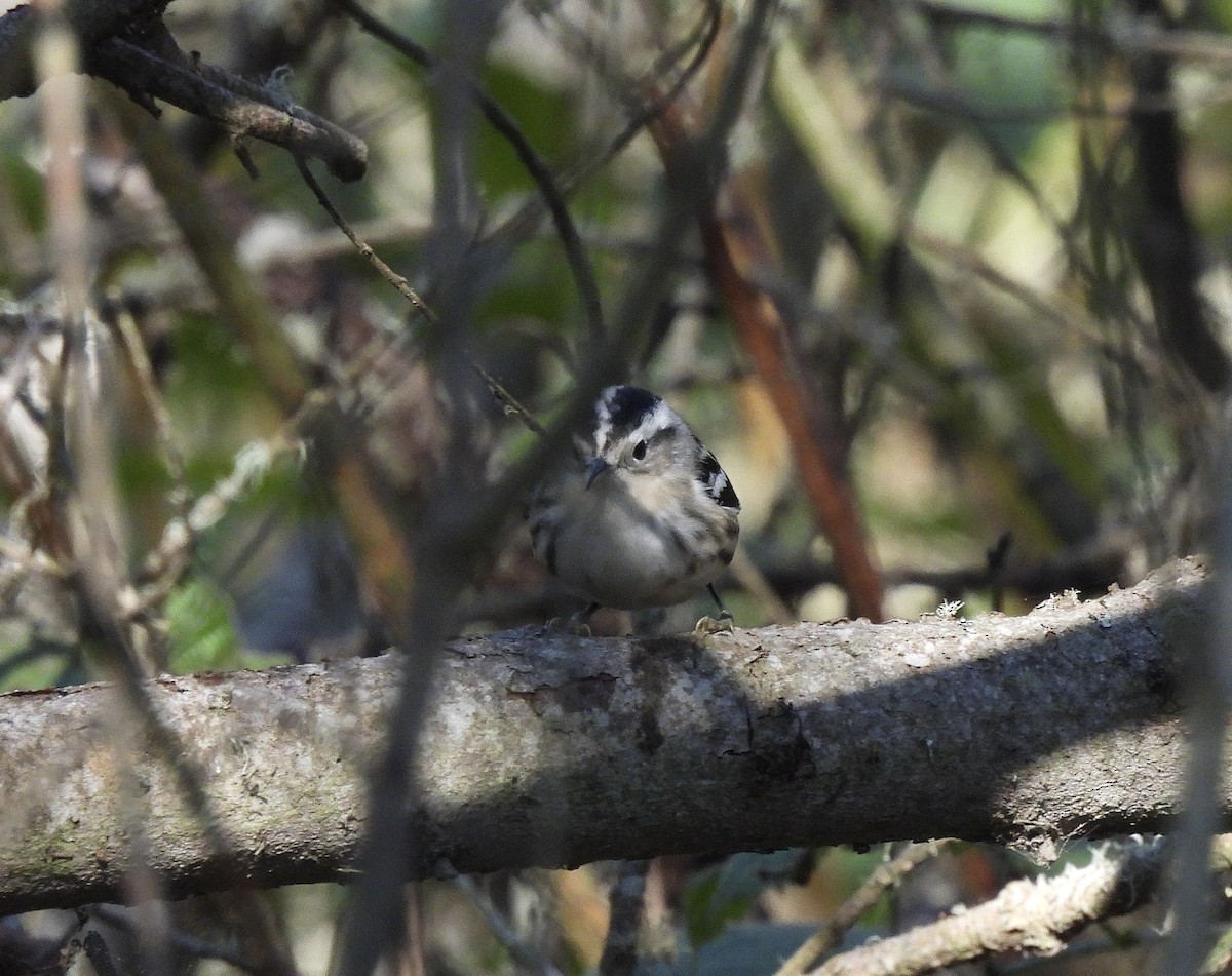 Black-and-white Warbler - ML646370583