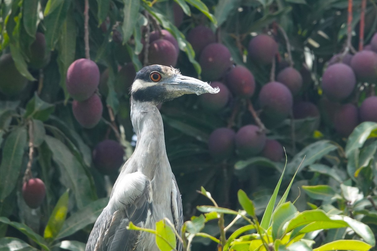 Yellow-crowned Night Heron - ML646370586