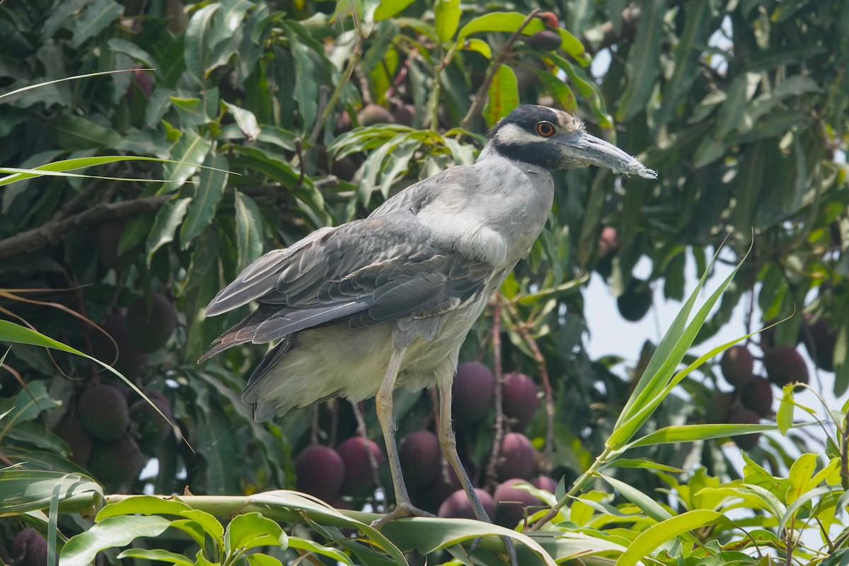 Yellow-crowned Night Heron - ML646370587