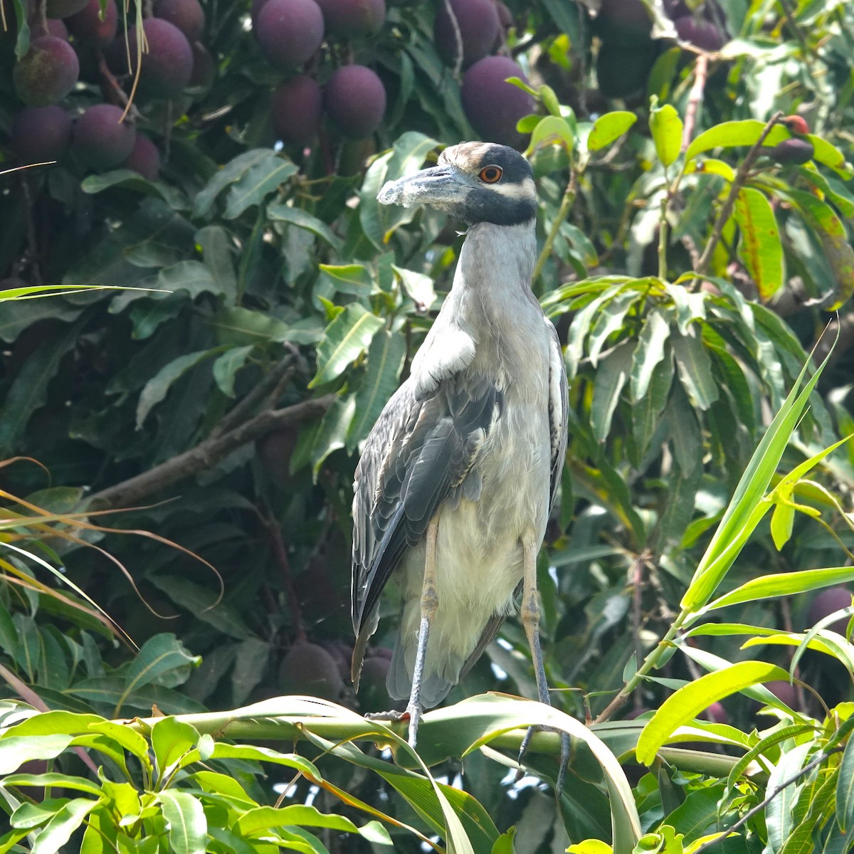 Yellow-crowned Night Heron - ML646370588