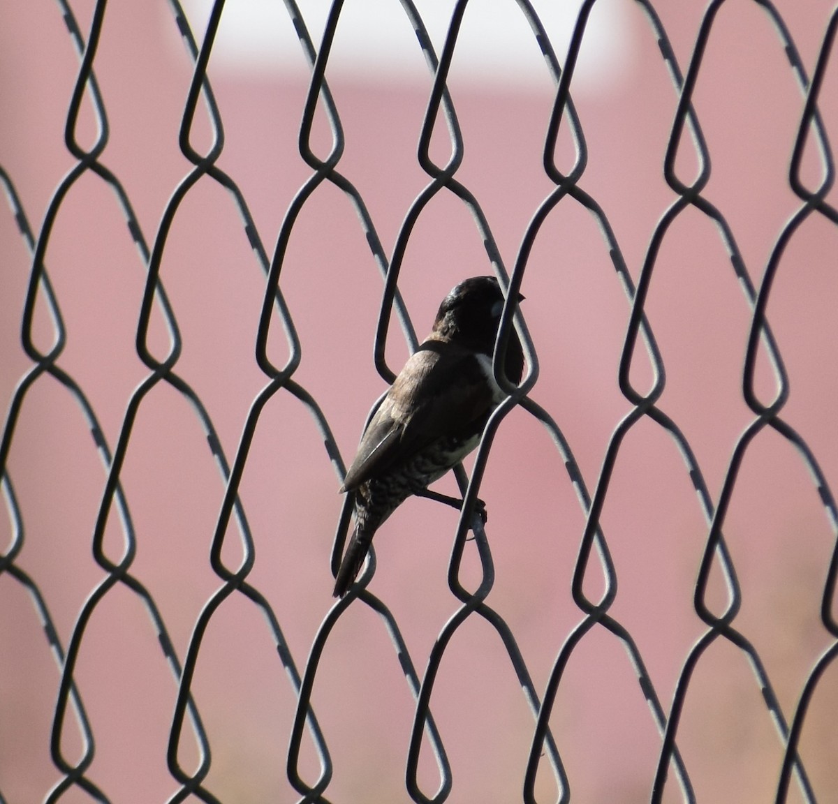 Bronze Mannikin - ML646370590