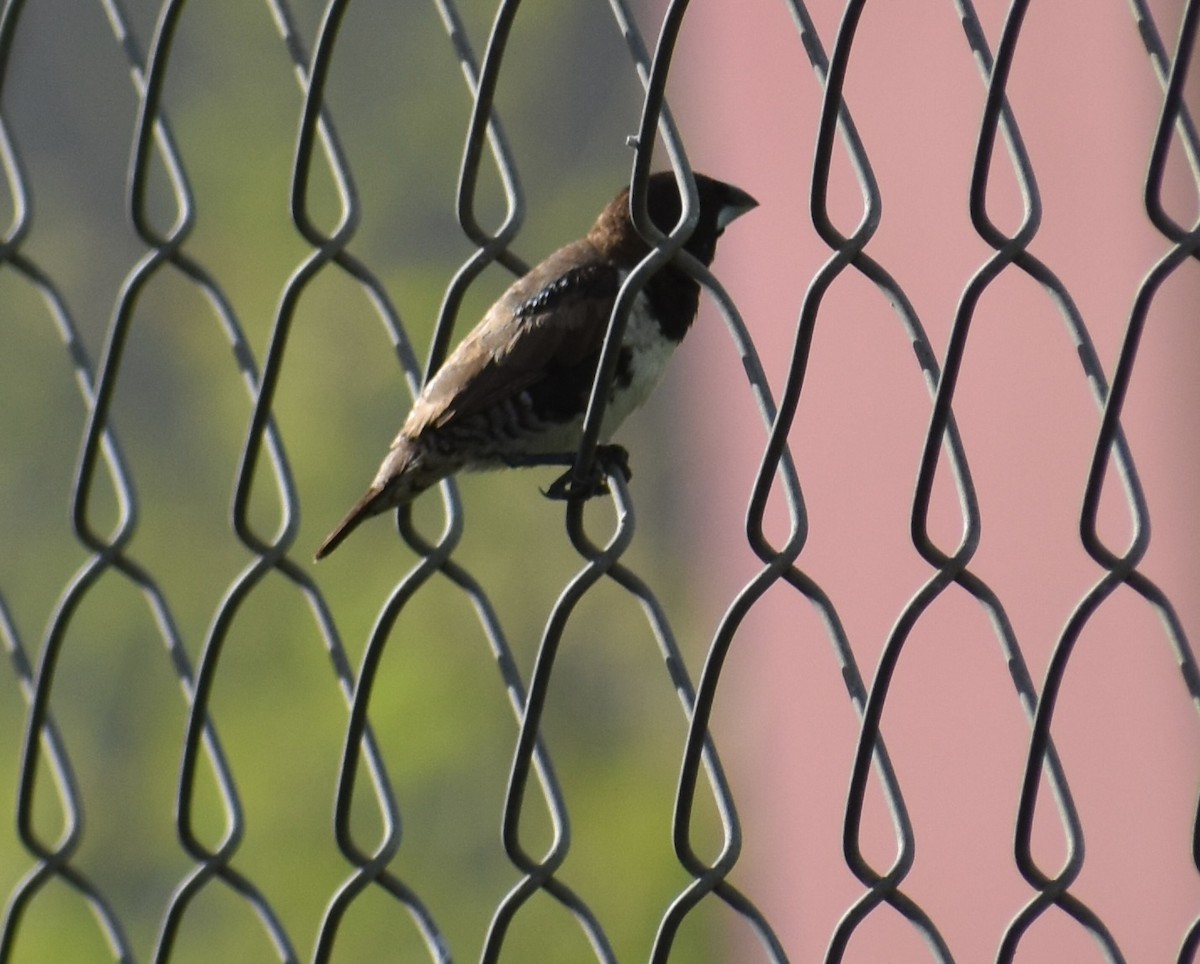 Bronze Mannikin - ML646370591