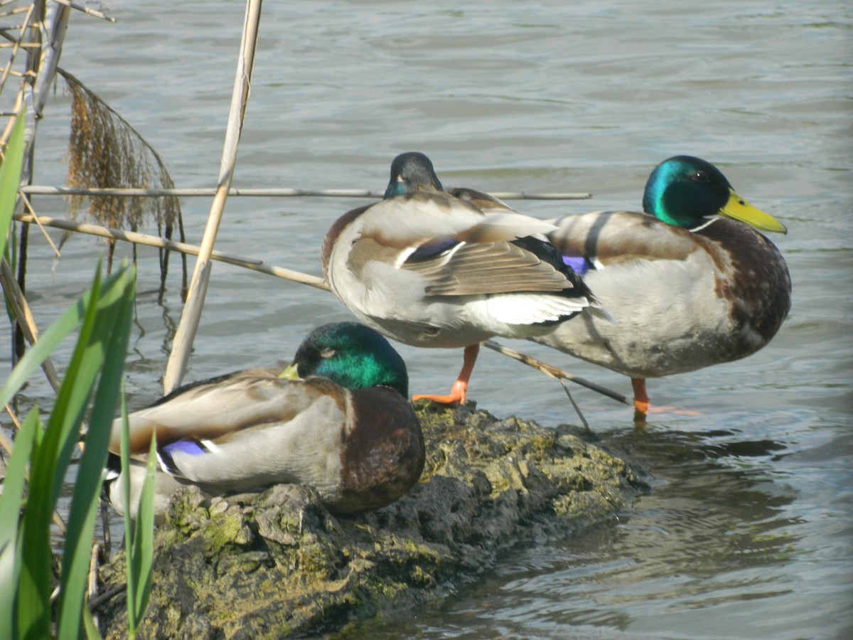 Mallard - ML646370597