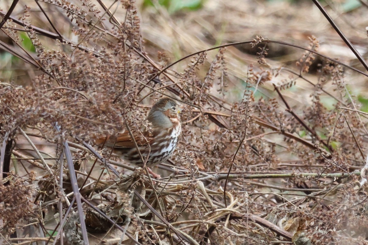 Fox Sparrow - ML646370598