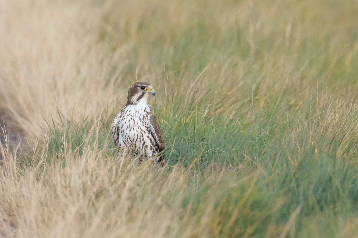 raroh prériový - ML646370599