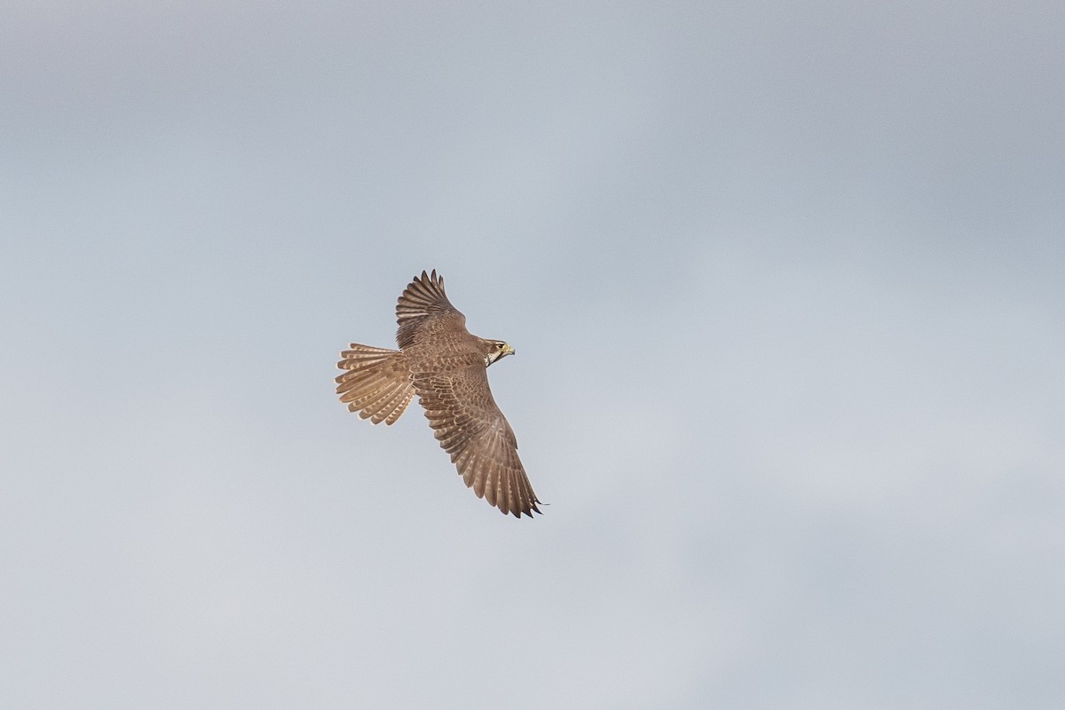 raroh prériový - ML646370600