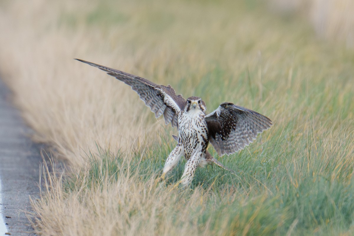 raroh prériový - ML646370601