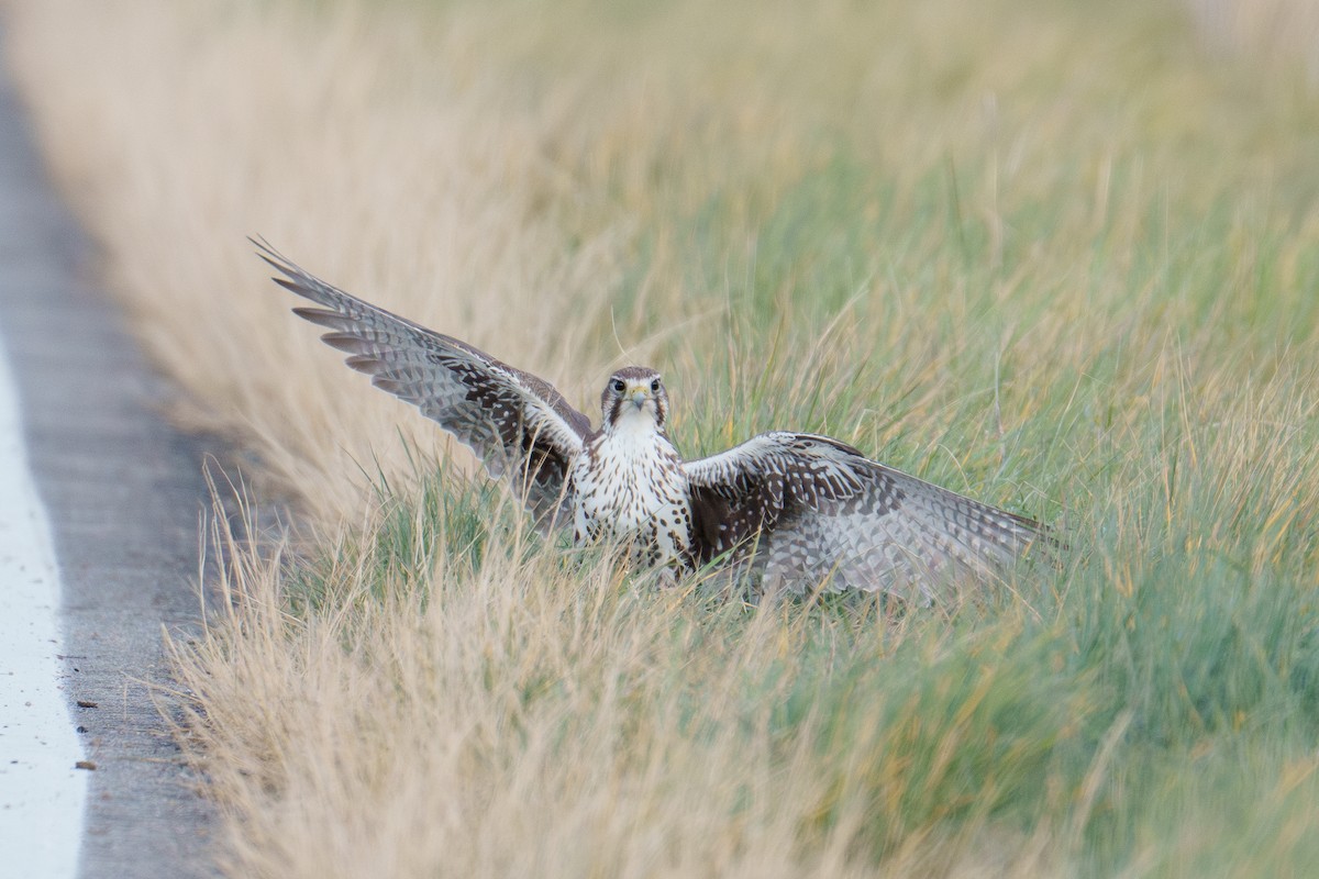 raroh prériový - ML646370602