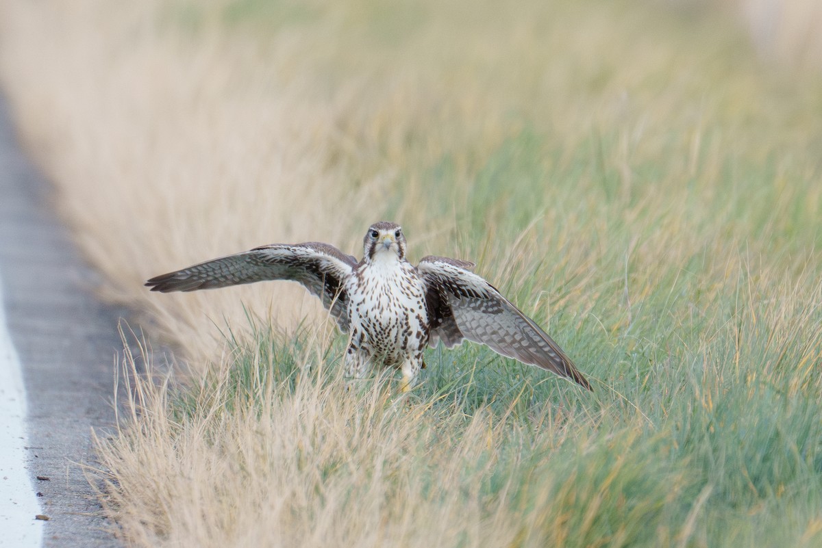 raroh prériový - ML646370603