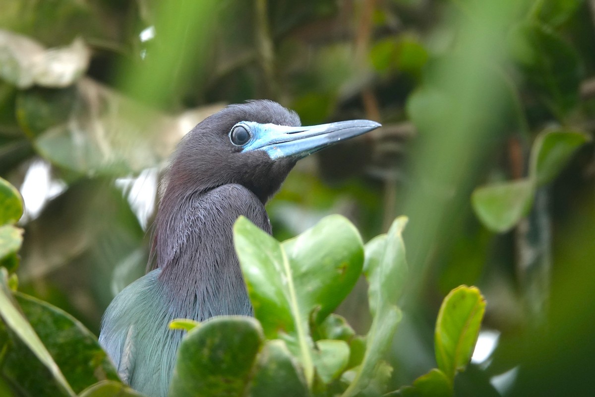Little Blue Heron - ML646370604