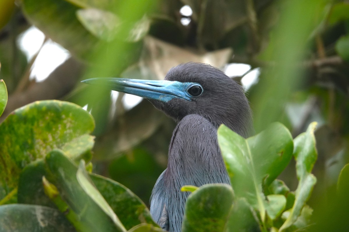Little Blue Heron - ML646370605