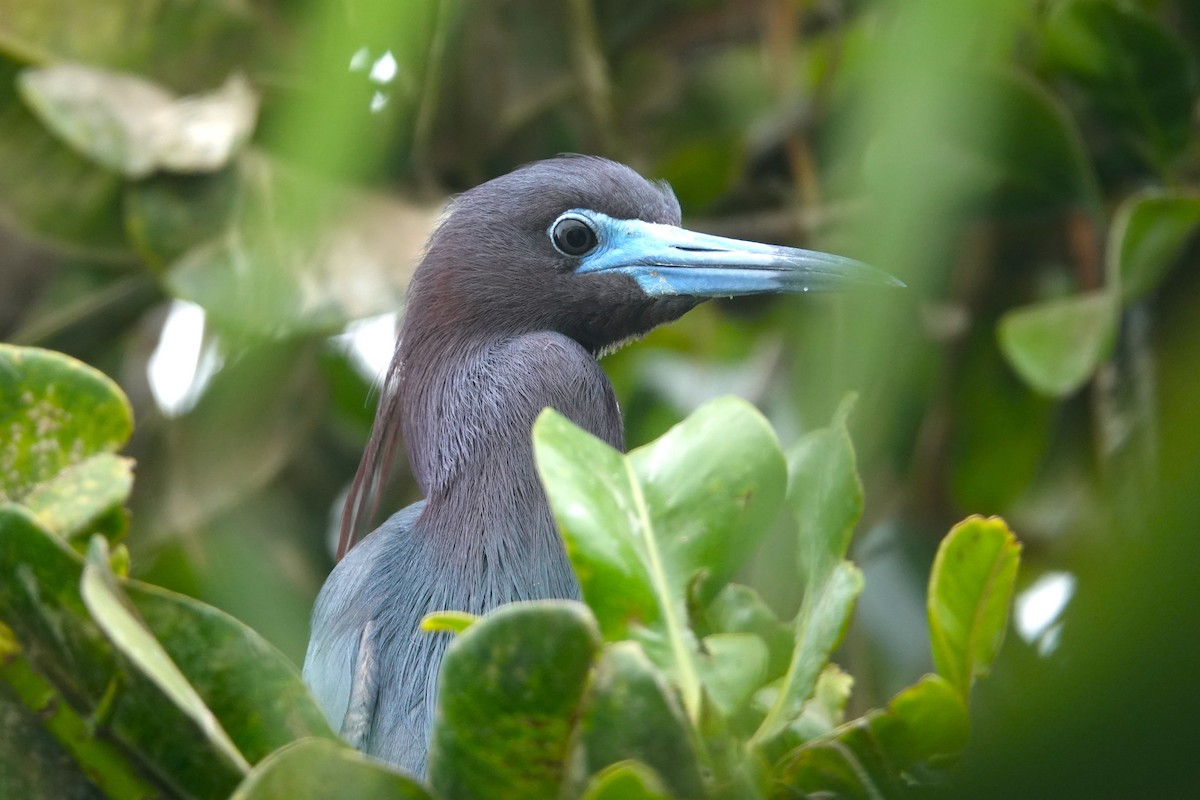 Little Blue Heron - ML646370607