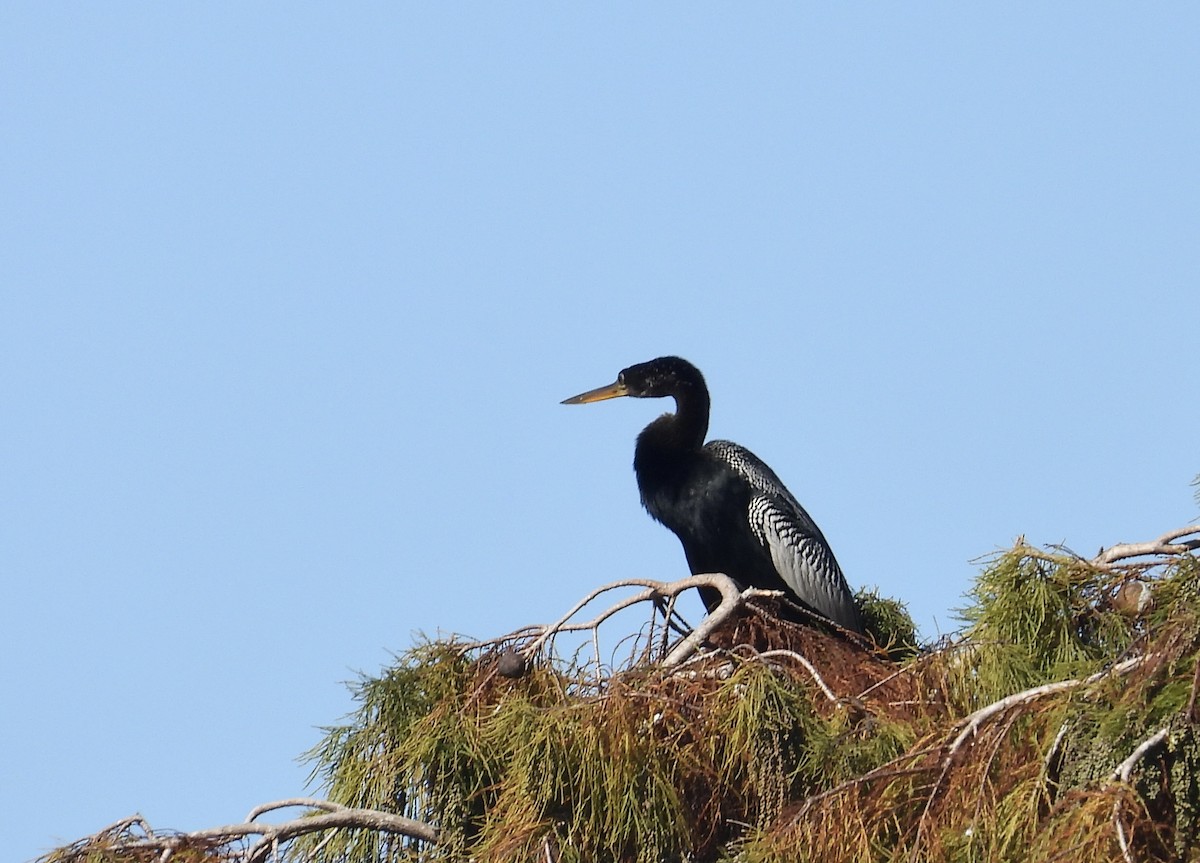 Anhinga - ML646370610