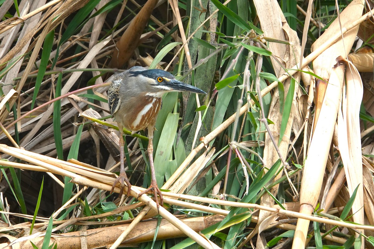 Striated Heron - ML646370611