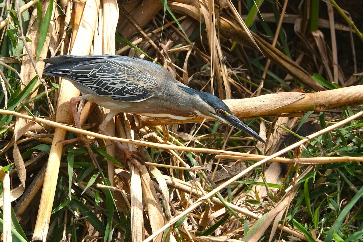 Striated Heron - ML646370612