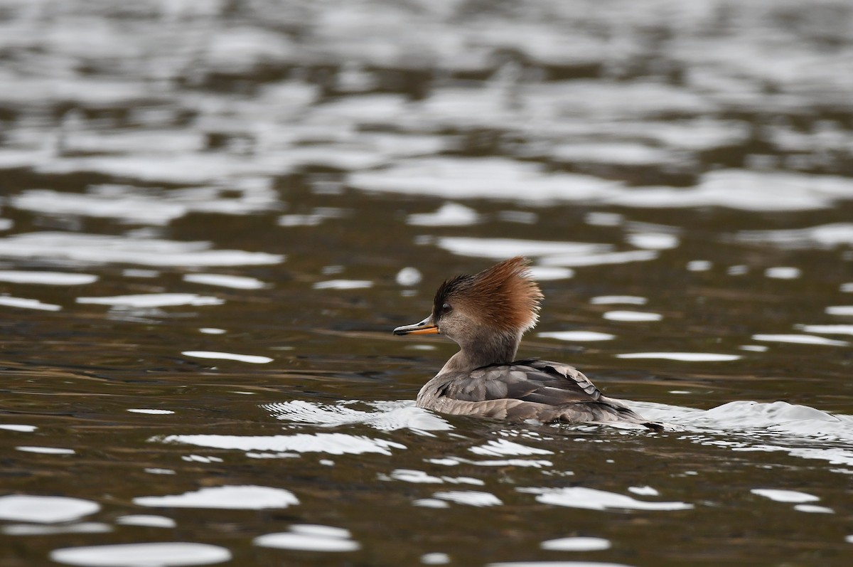 Hooded Merganser - ML646370613