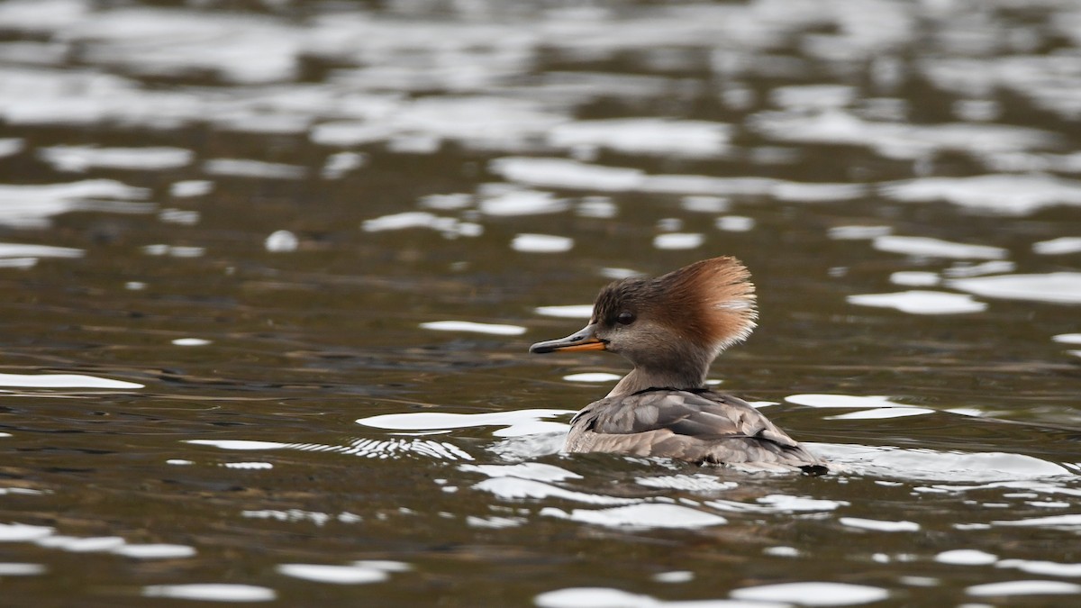 Hooded Merganser - ML646370614