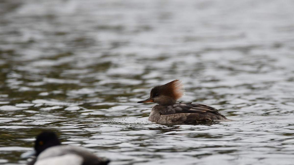 Hooded Merganser - ML646370615