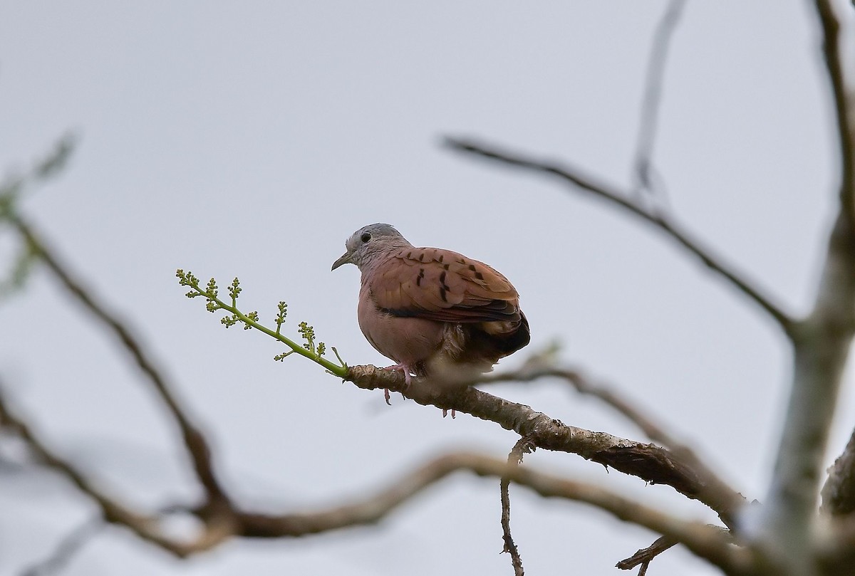 Ruddy Ground Dove - ML646370620