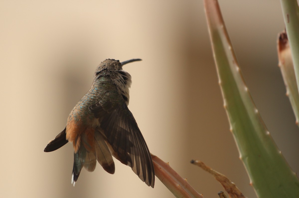 Oasis Hummingbird - ML646370621