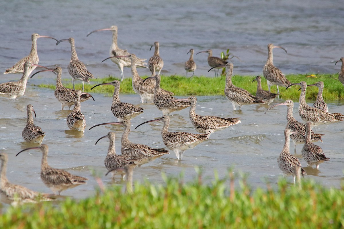 Far Eastern Curlew - ML646370629