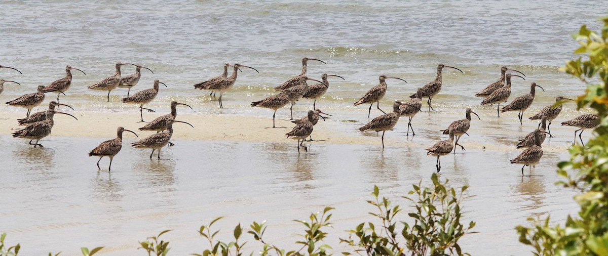 Far Eastern Curlew - ML646370630