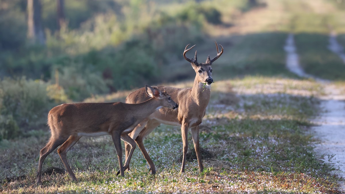 Animals - ML646370631