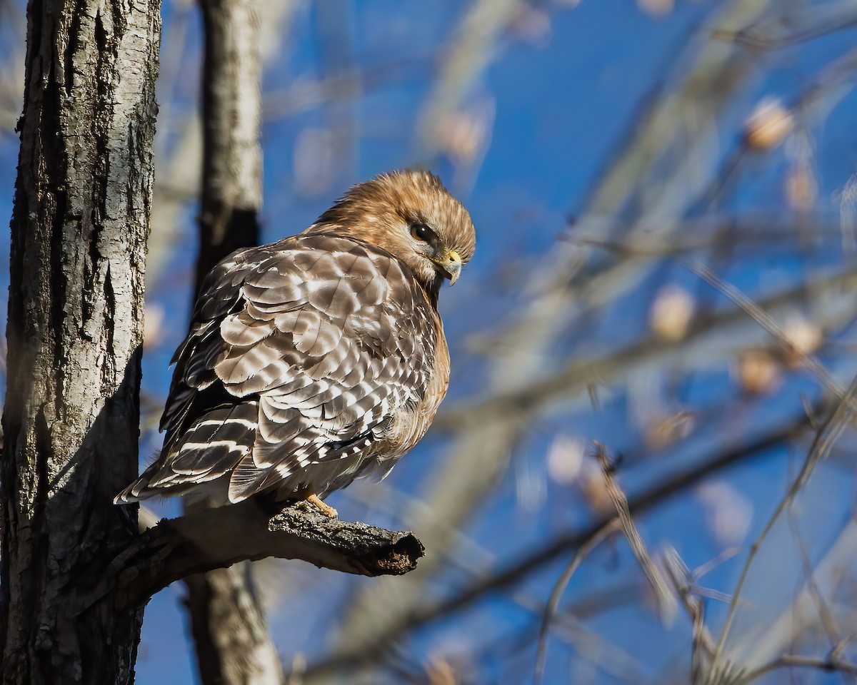 カタアカノスリ - ML646370633