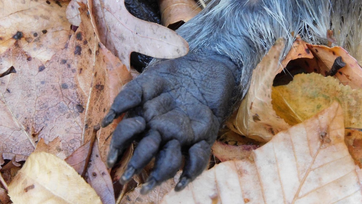 Common Raccoon - ML646370634