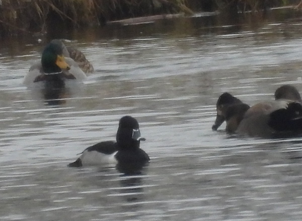 Ring-necked Duck - ML646370635