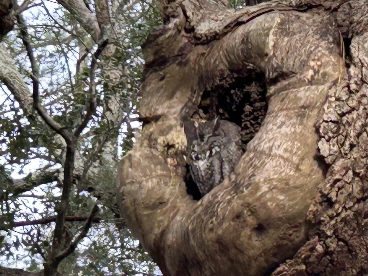 Eastern Screech-Owl - ML646370640