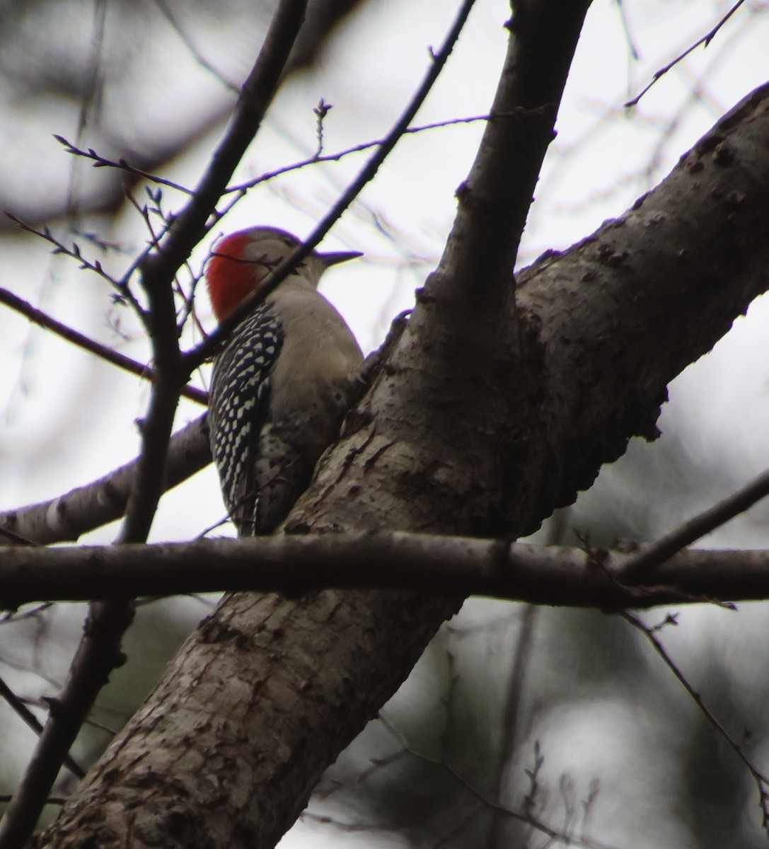 Red-bellied Woodpecker - ML646370641