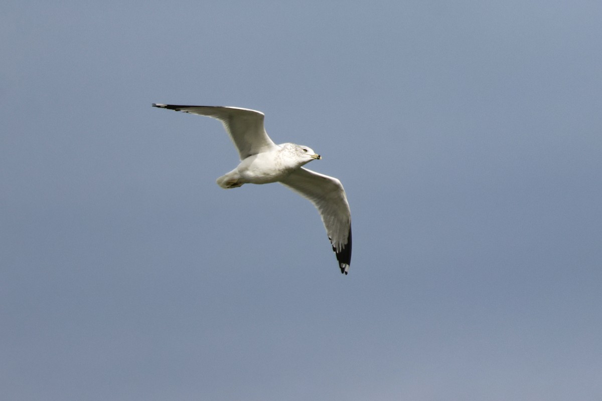 Ring-billed Gull - ML646370643