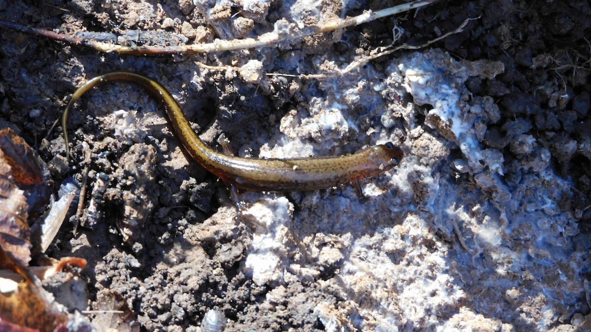 Southern Two-lined Salamander - ML646370644