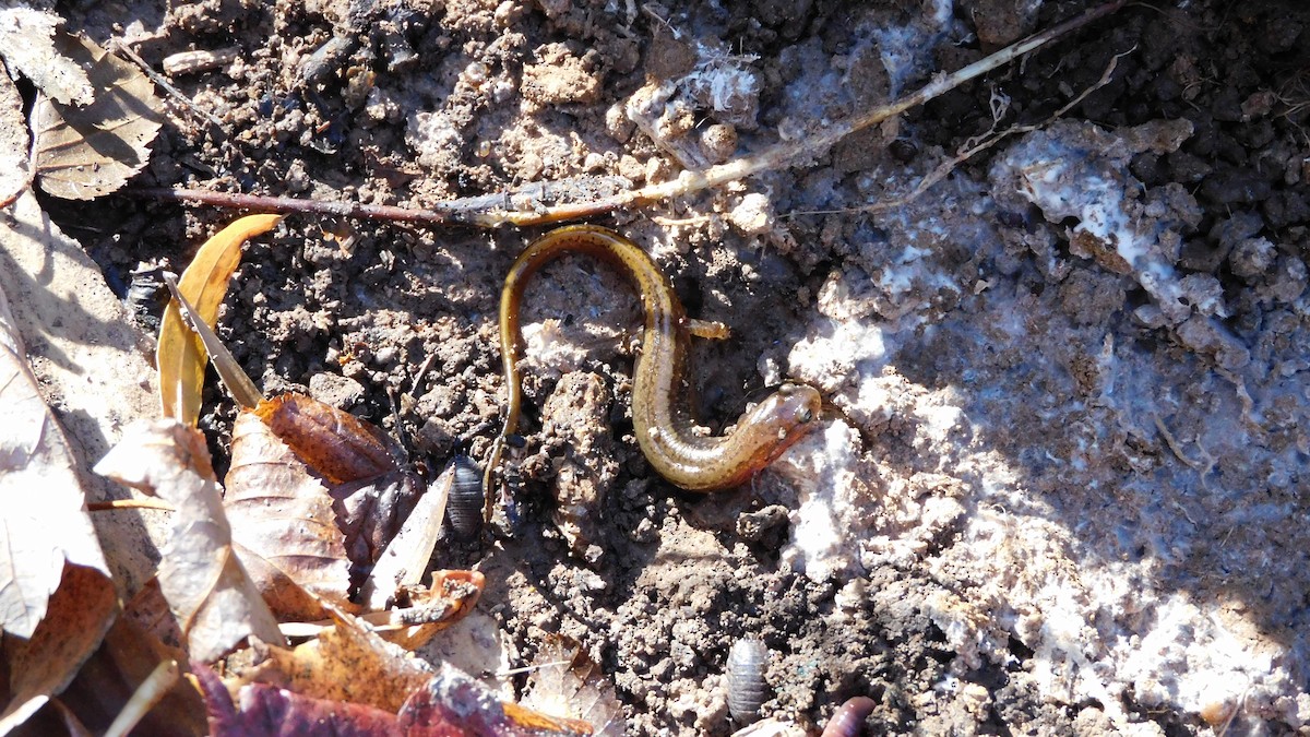 Southern Two-lined Salamander - ML646370645