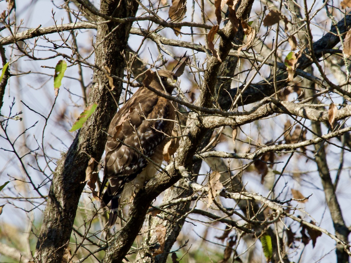 Канюк рудоплечий - ML646370646