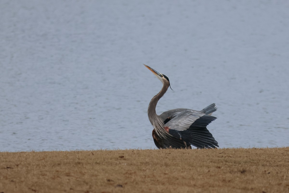 Great Blue Heron - ML646370647