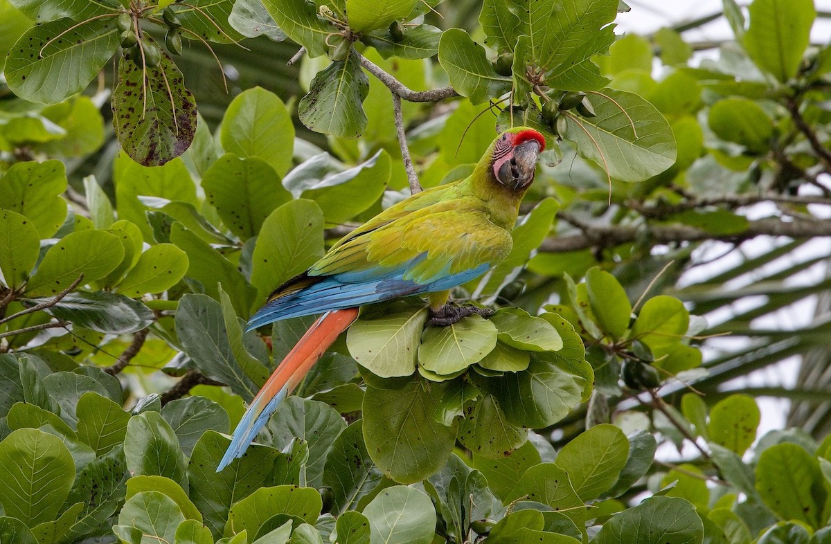 Great Green Macaw - ML646370652