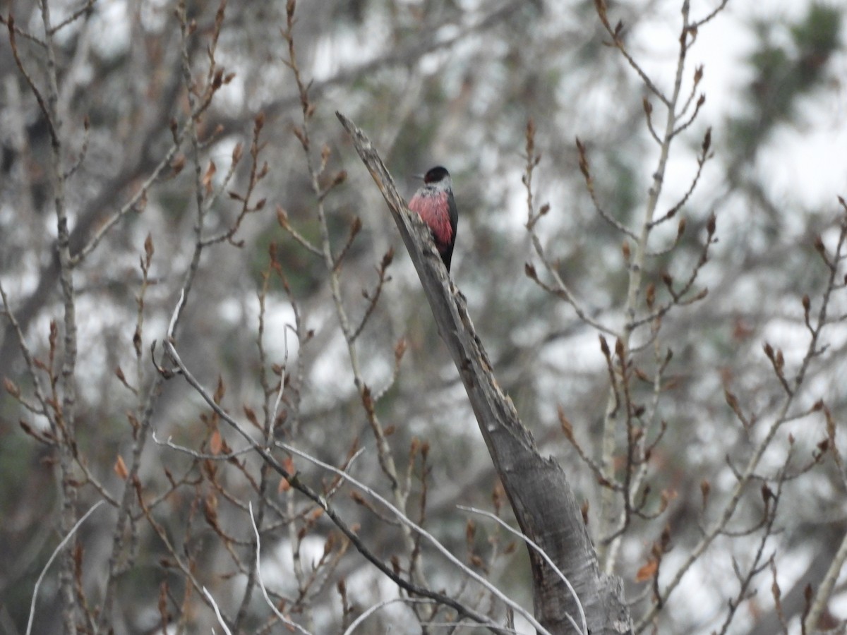 Blutgesichtspecht - ML646370655