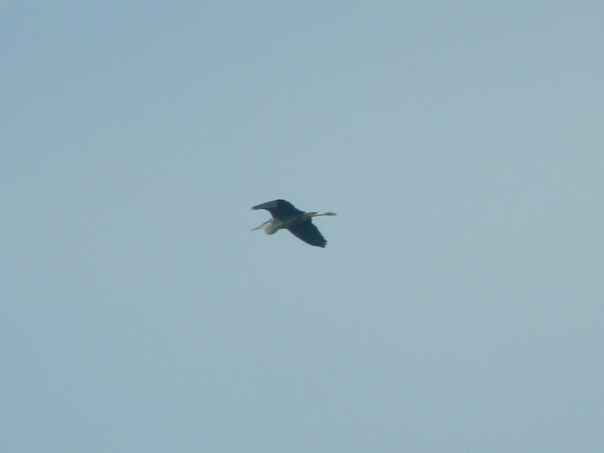 Gri Balıkçıl - ML646370656