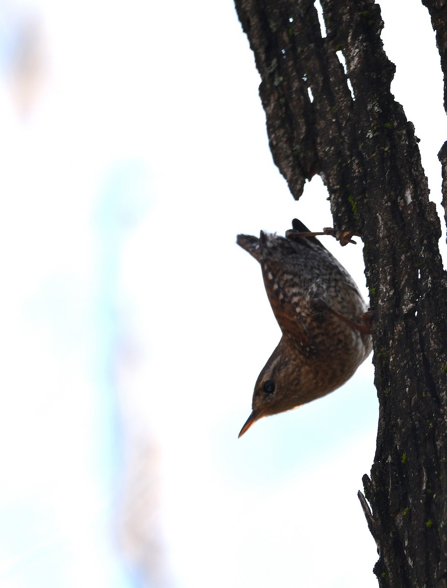 Winter Wren - ML646370657