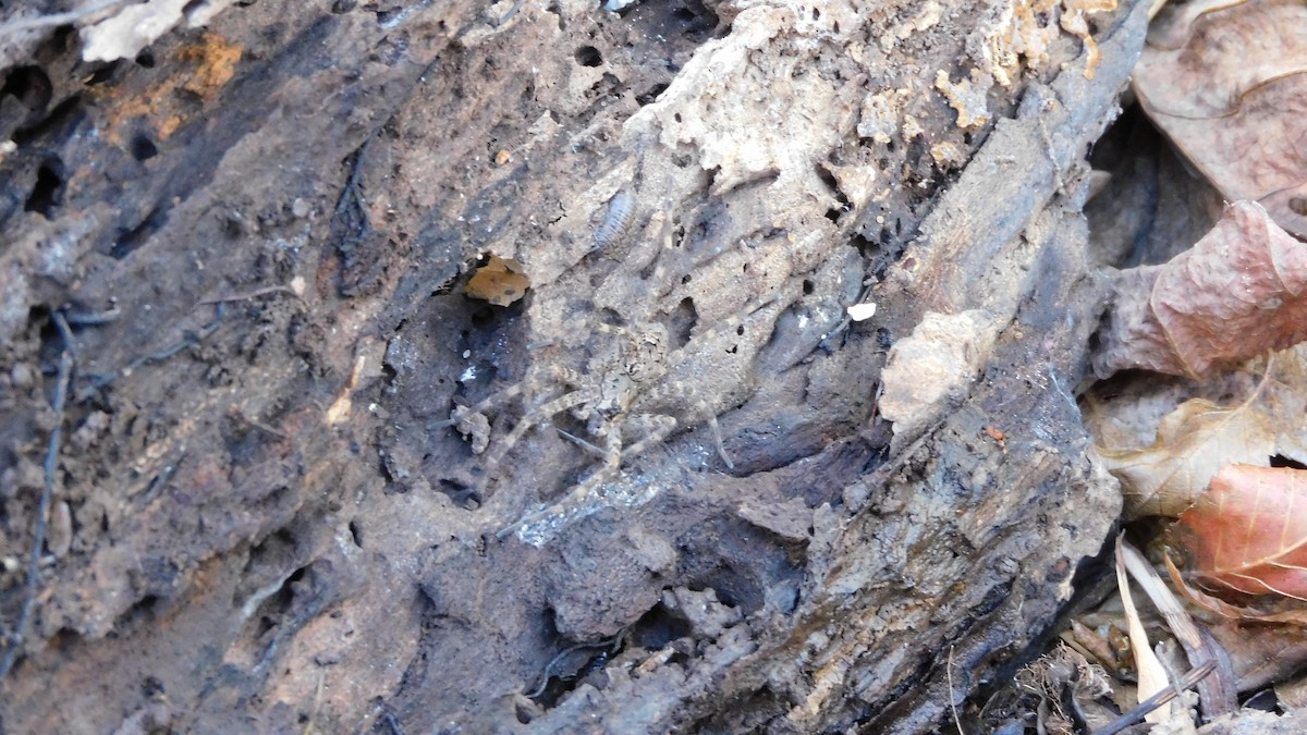 Forest Wolf Spider - ML646370661