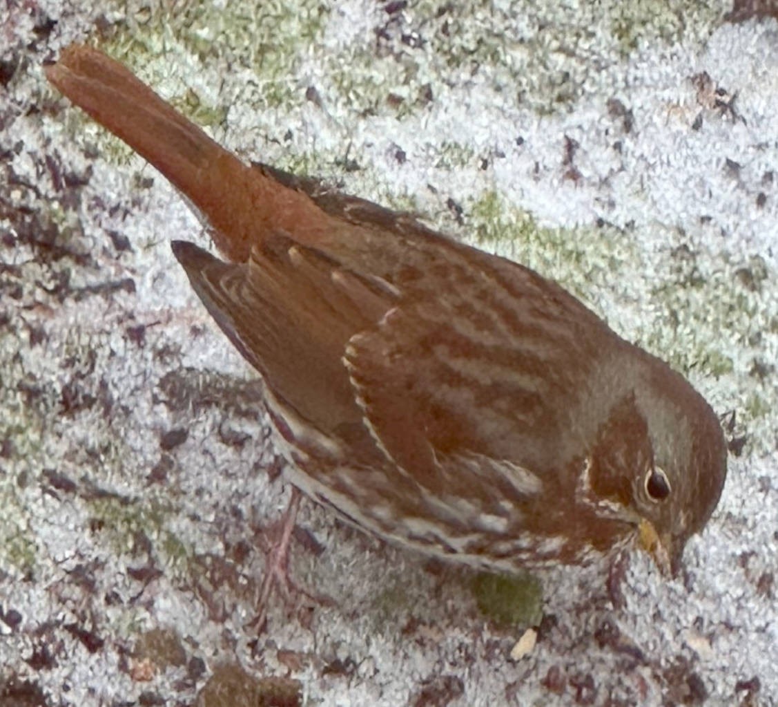 Tilki Renkli Serçe - ML646370663