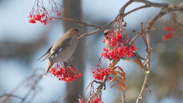 Bohemian Waxwing - ML646370664