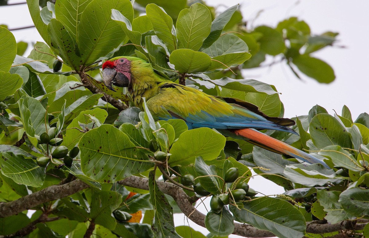 Great Green Macaw - ML646370665