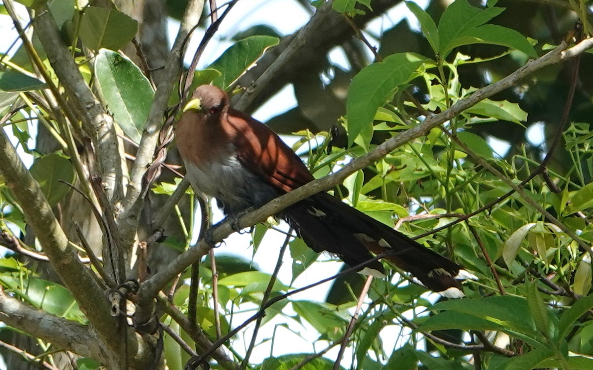 Common Squirrel-Cuckoo - ML646370666